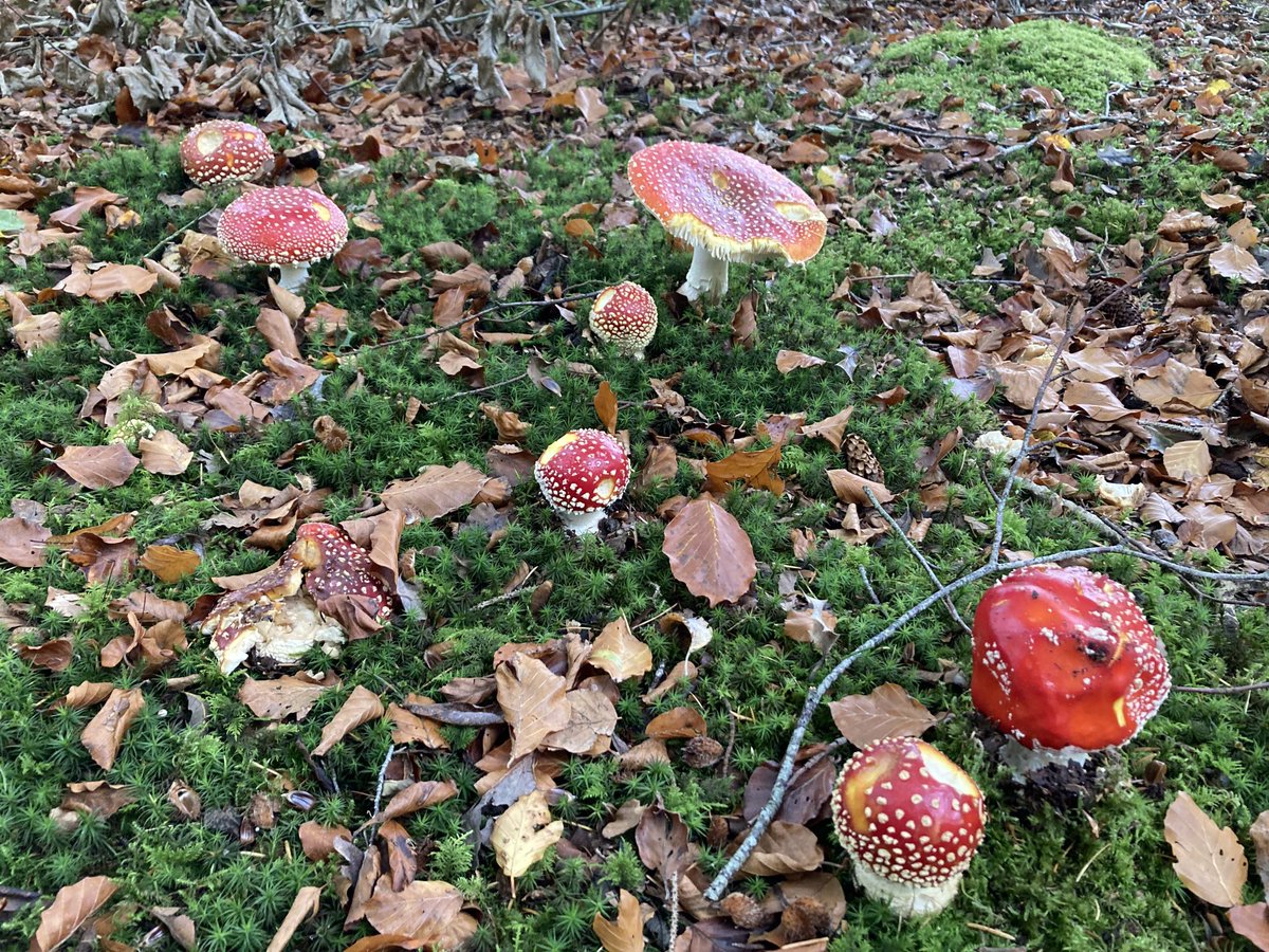 StuartApp's tweet image. Edible?