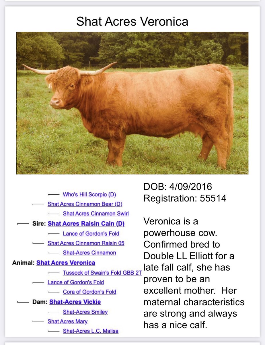 This powerhouse and proven cow is still available from our herd dispersal sale #highlandcow #highlandcattle.  edbo.com/wurzbachfarms/…