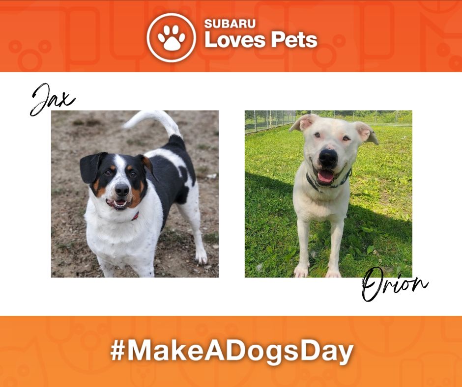 #MakeADogsDay today by adopting a sweet pup from our friends <a href="/centersecond/">Second Chance Animal Center</a>! We'll be donating $100 to them for every shelter pet adopted in the month of October for #SubaruLovesPets. Check out our virtual adoption page today: bit.ly/3SS4WWw