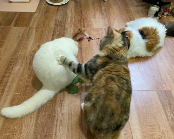 Rung53816449's tweet photo. @awwwfluffy รวมกังเยาอยู่ ฟาดมาก็ฟาดกลับเอาดิ https://t.co/1ZuvwllSV9