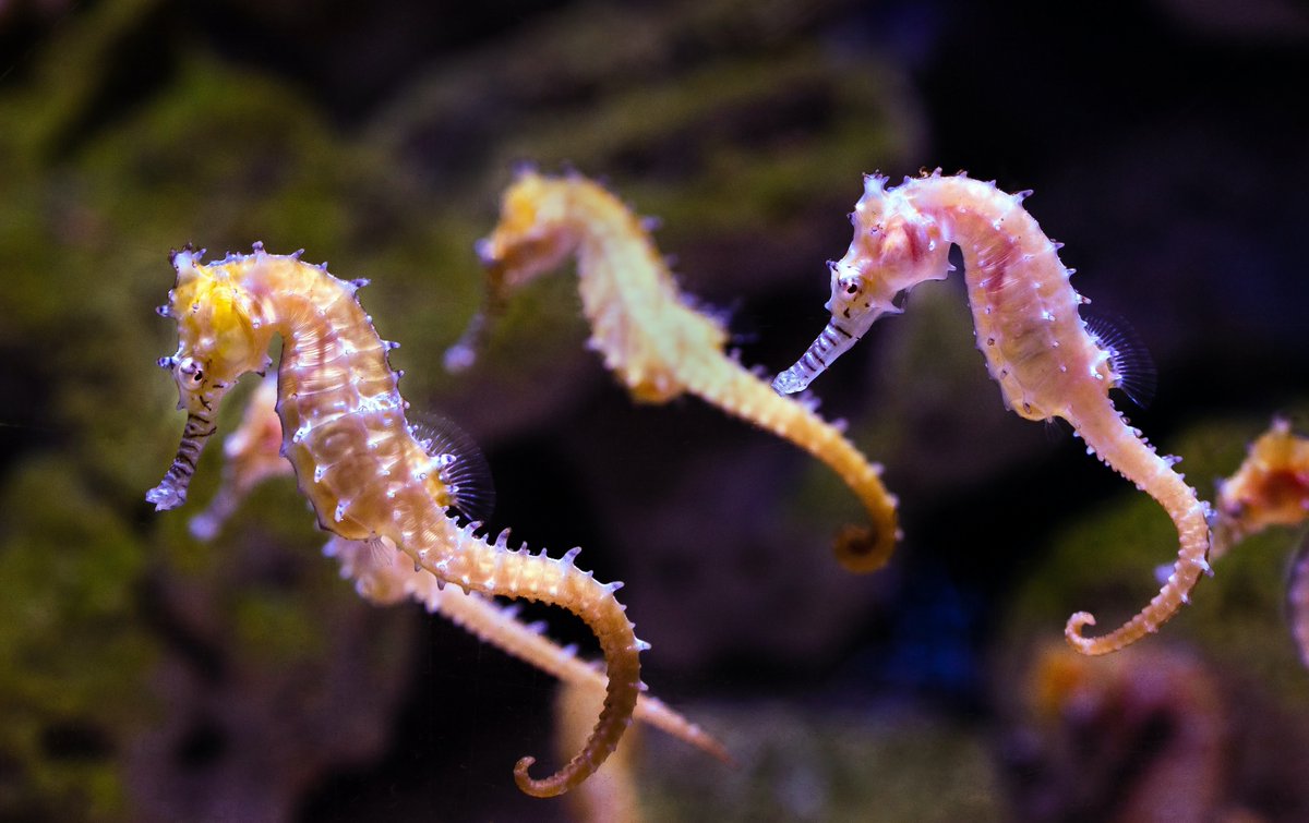MLRProject's tweet image. Just seahorse-ing around this weekend!