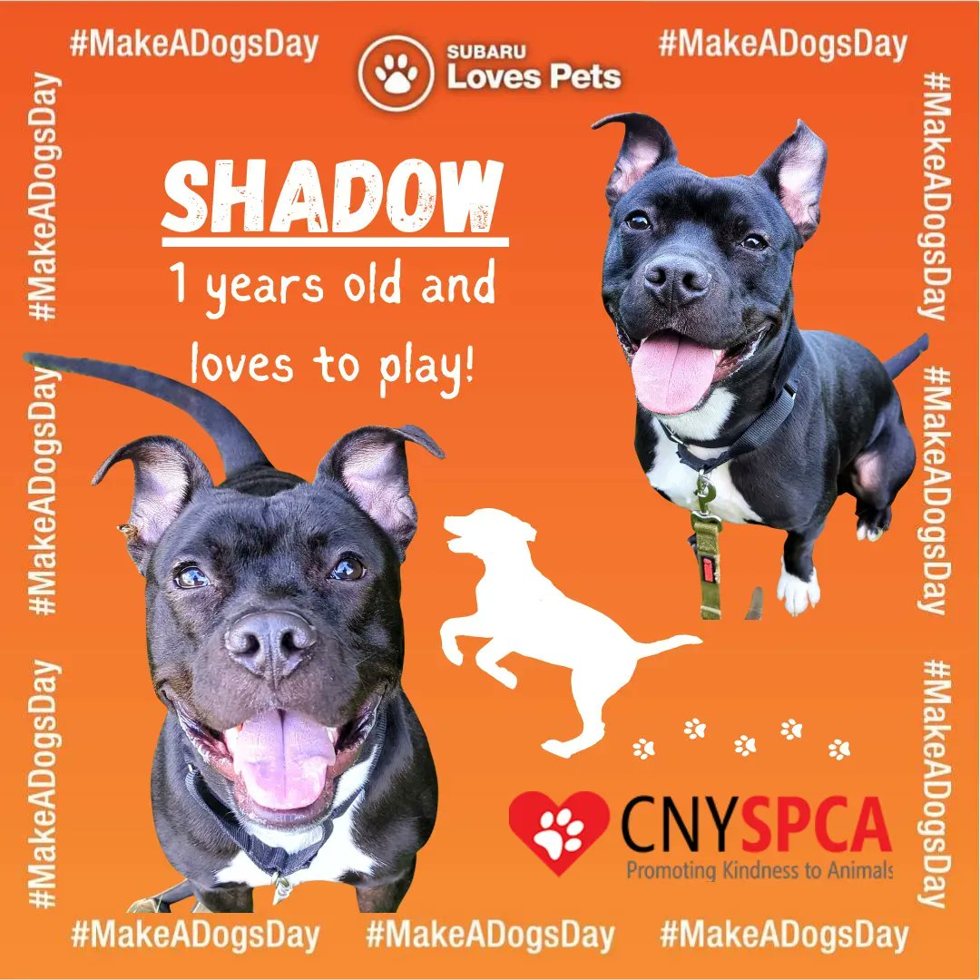 Central New York SPCA tweet media