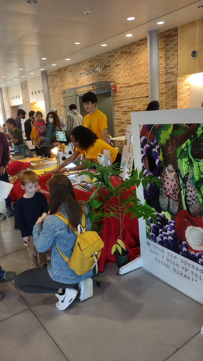 Interacting with spotted lanternfly at Cornell's Insectapalooza!