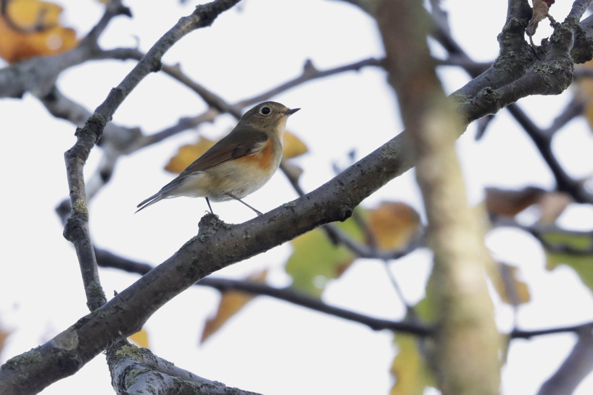 🚨 Lifer Alert! 🚨 A good view of the Radde’s Warbler at Newbiggin-by-the-Sea with @BurtsBirds for seconds otherwise very elusive. The apricot rump was an amazing colour! Sadly, no photo but the Red-Flanked Bluetail showed better at Whitley Bay Cemetery. @NatNewbiggin