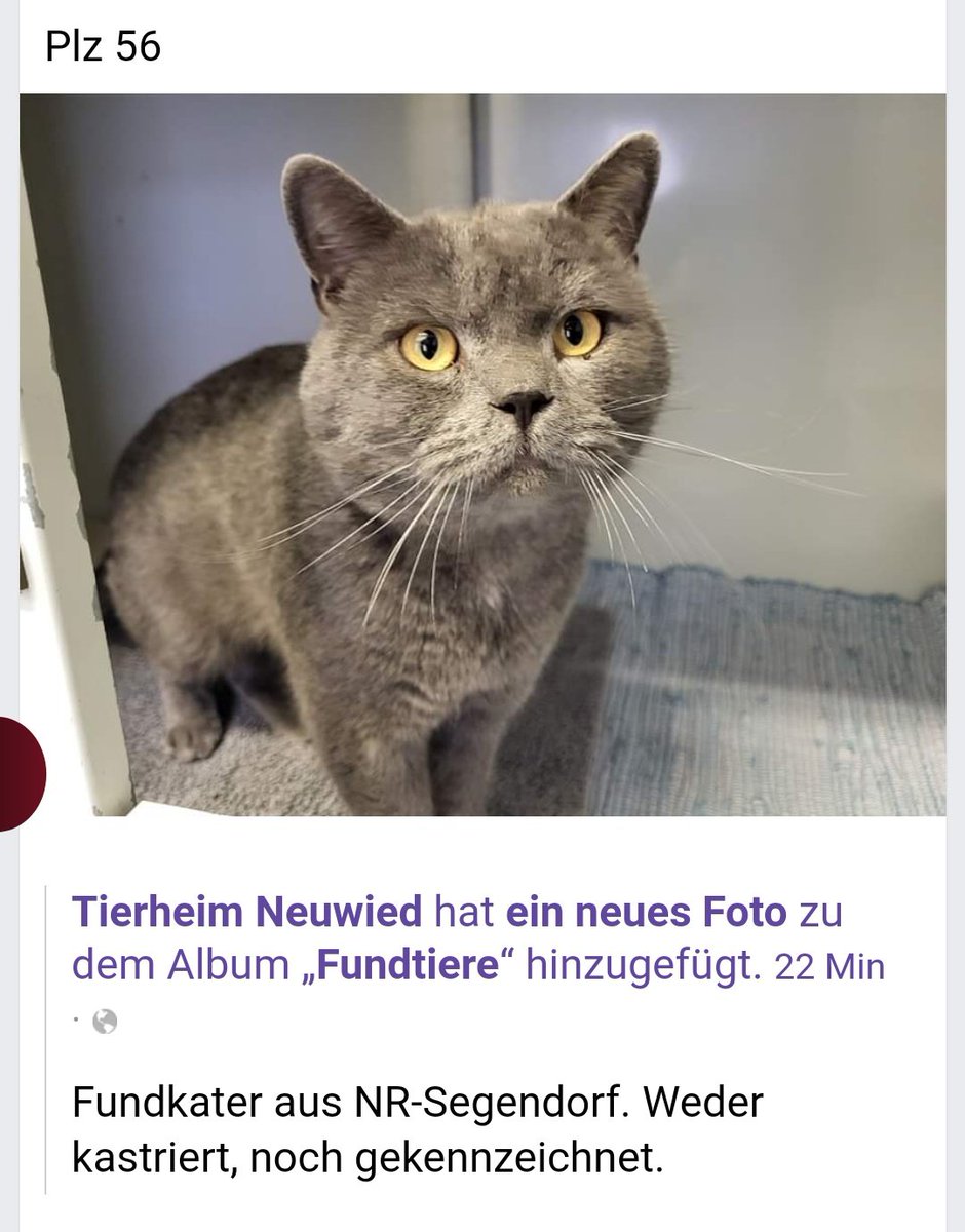 Babsi58089's tweet photo. #Fundkater aus NR-#Segendorf. Weder kastriert, noch gekennzeichnet. #Tierheim #Neuwied https://t.co/AtFu70CFii