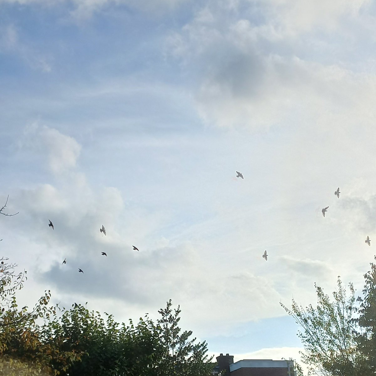 Moniquevhreve's tweet photo. De laatste 3 dagen verzamelen spreeuwen? zich in de tuin. Vandaag eindelijk wat foto's kunnen maken want zo gauw ze me zien zijn ze weg 😬 https://t.co/eBc9rDhdbh