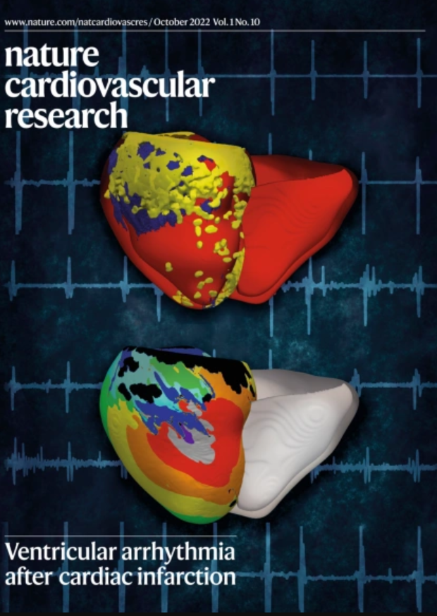 Nature Cardiovascular Research tweet media