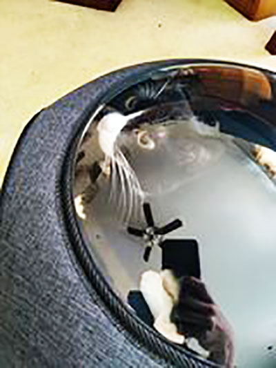 pawpointsreward's tweet photo. Nibbler's Close Up!
Nibbler the Cat LOVES the Thermo Cat Pod from PawPointsRewards! 🐾😸
Thank you for sharing on Facebook Becky Fahnestock Nicholas 💌
#PawPointsRewards #PawPoints #ThermoCatPod #CatPod #Cat #Caturday https://t.co/GYIpXbNcX3