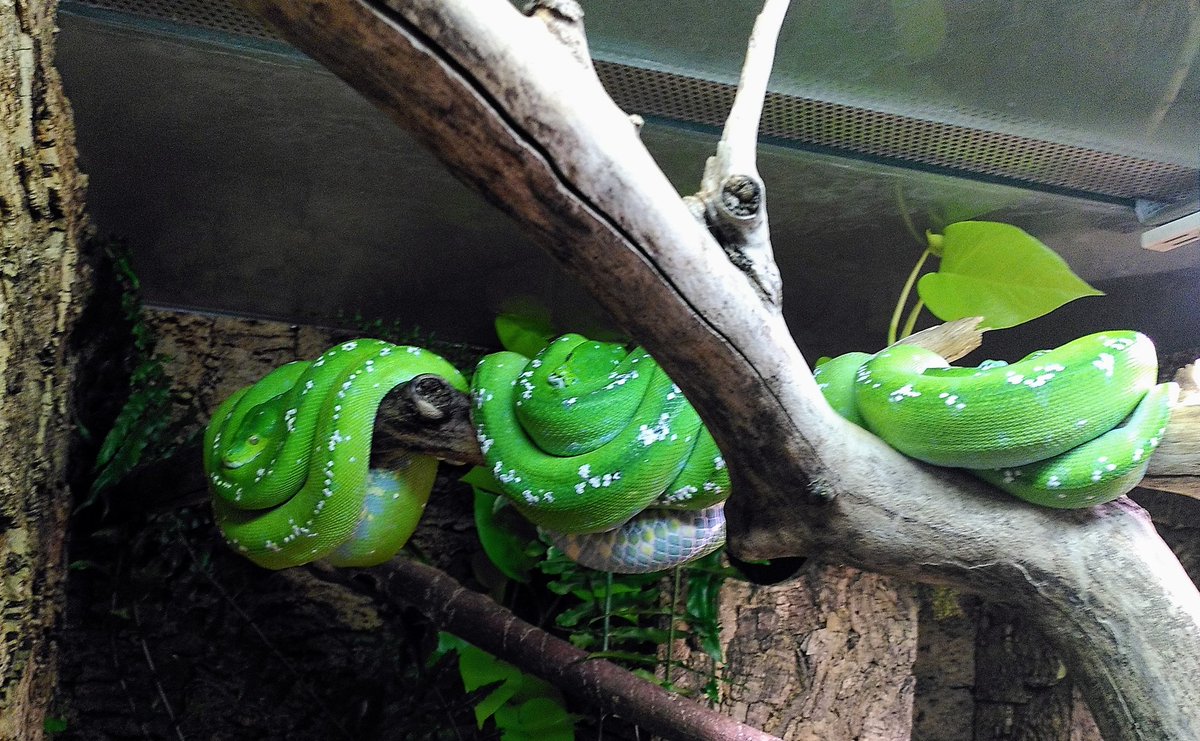 Teichelmauke's tweet photo. Grüner als des Kretschmers Volksjacke.
#Python #Nurmalso https://t.co/OvGHpskYZg
