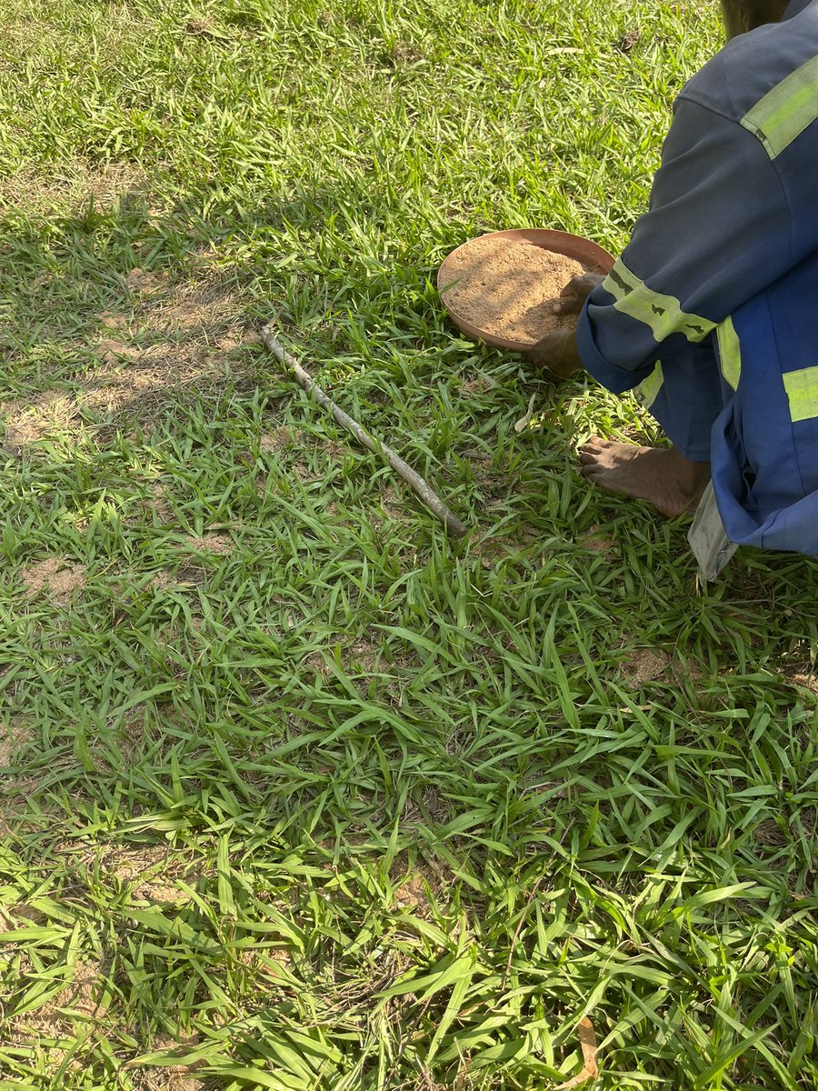 JeanBamanisa's tweet photo. La saison sèche a été rude #Kinshasa.
Donnez de la jouvence à vos sols &amp; pelouse, scarifiez &amp; amendez avec 1 mélange de sciures bois, poudre de Roche, guano, fiente, compost ..
Un sol neuf qui permettra en 1 pluie d’avoir un tapis vert et naturel;

La Jardinerie  

@BamsClean https://t.co/JVltH6ZOIt