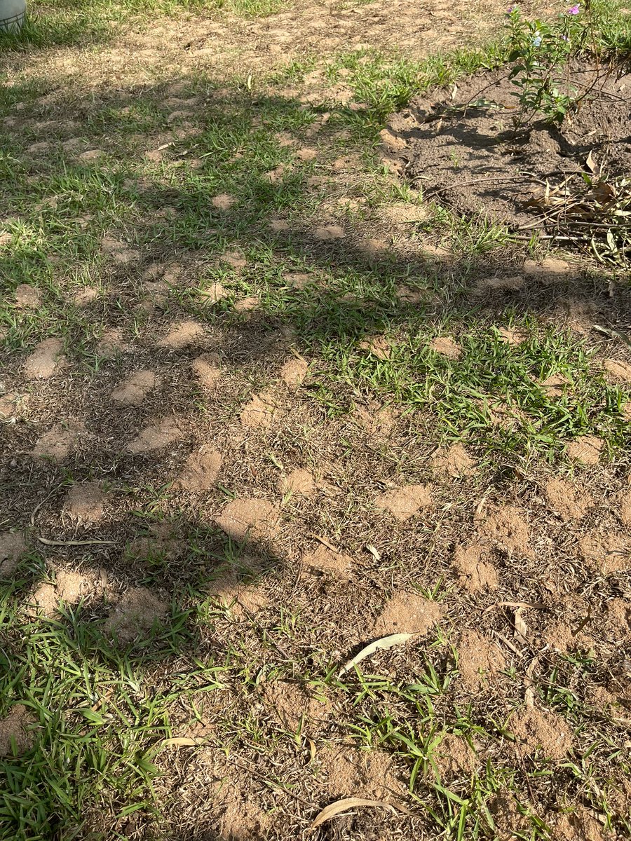 JeanBamanisa's tweet photo. La saison sèche a été rude #Kinshasa.
Donnez de la jouvence à vos sols &amp; pelouse, scarifiez &amp; amendez avec 1 mélange de sciures bois, poudre de Roche, guano, fiente, compost ..
Un sol neuf qui permettra en 1 pluie d’avoir un tapis vert et naturel;

La Jardinerie  

@BamsClean https://t.co/JVltH6ZOIt