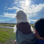 ツイートに含まれる画像