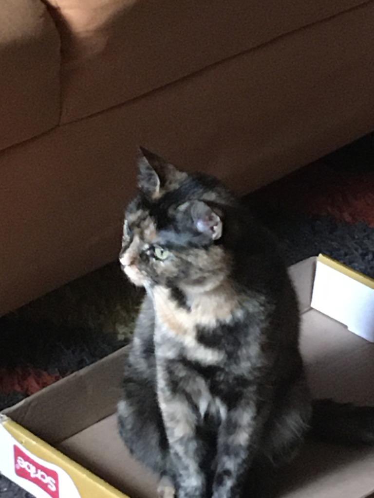 AAAAAAAAHHHHHHHHaaaaaaaaahhhhh Happy #Caturday! #CatsOfTwitter #CatsofTwittter #cats #cat #tortie #tortieclub 😻