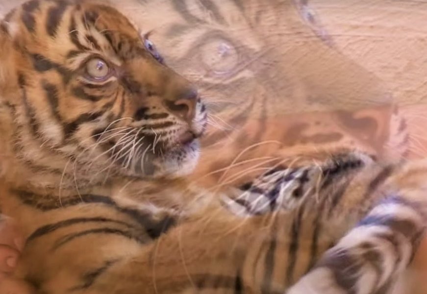 Chao 🏵 (@0_cloudsurfer_0) on Twitter photo 