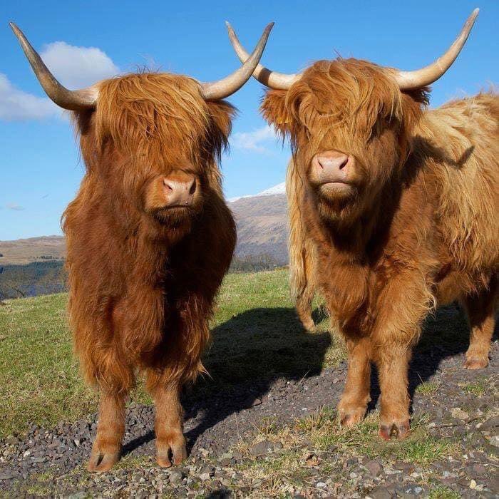 It is with a heavy heart that Katie &amp; Catherine have made the decision to sell the True Highlands website &amp; social media. 😞 
If interested, email hello@truehighlands.com
Thank you for the support &amp; we hope someone will take over &amp; help True Highlands reach its full potential🤞🏻😊