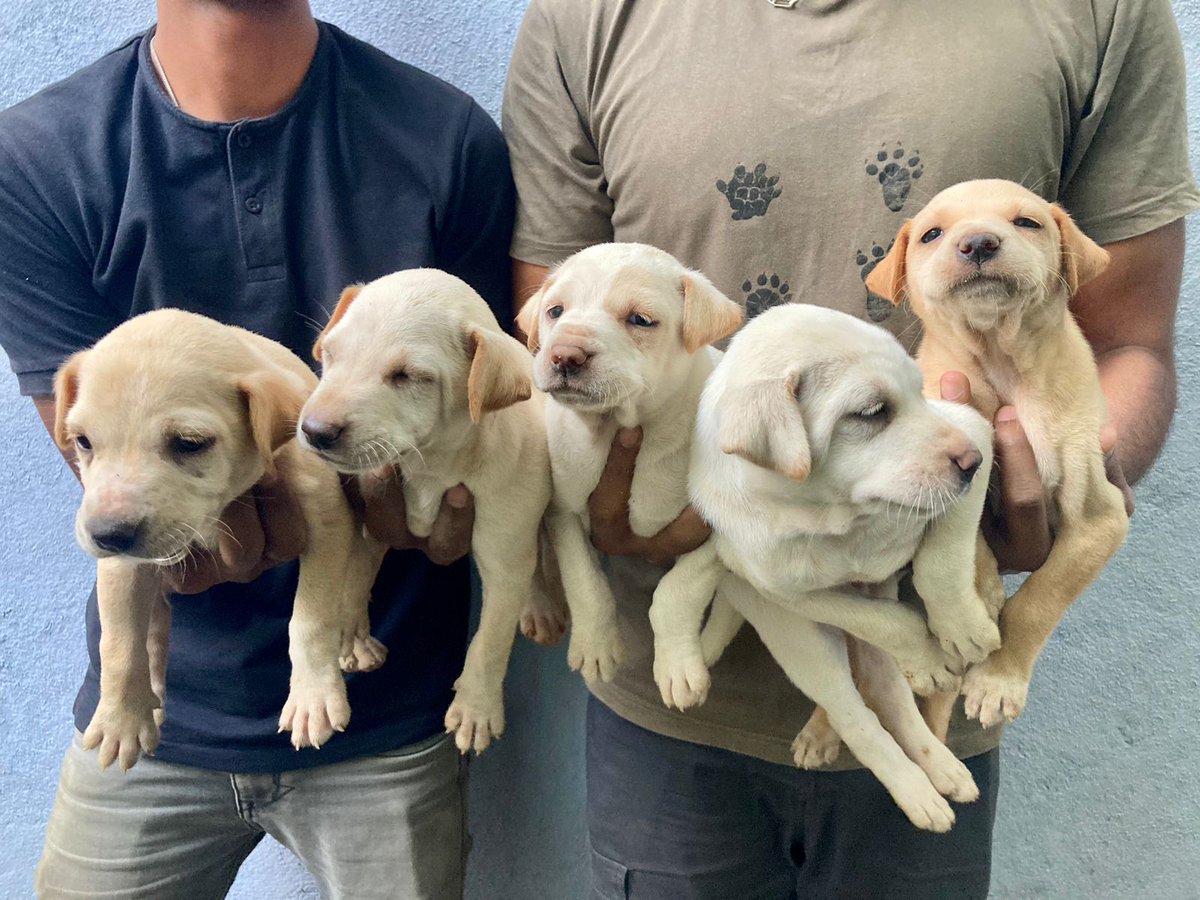 MonamiDG's tweet photo. Today we took our dog to her vet where we met 2 men who rescued this ADORABLE looking litter from a construction site. Dewormed and vaccinations due next week. 

If anybody wants to adopt, pls DM me. They'll steal your heart, for sure. Pls RT and spread the word. 
#AdoptDontShop https://t.co/Q9LYAytYGl