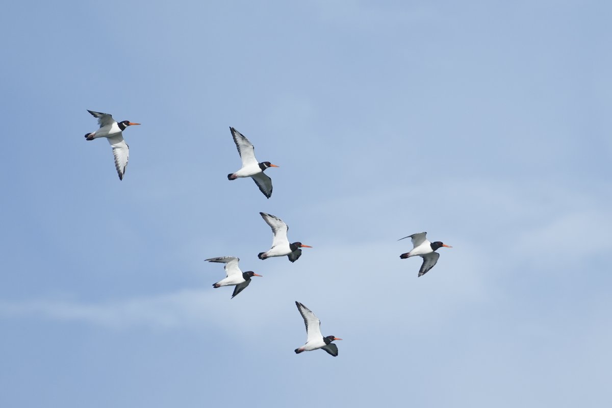 Flying formation #OysterCatcher style #RedConservationStatus #waders #shorebirds #TwitterNatureCommunity #BirdTwitter #birdwatchireland #Skerries #Fingal #birds #nature