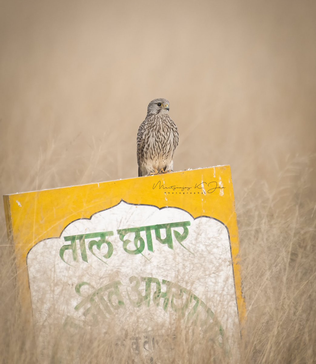 Mrityunjoykjha's tweet photo. Brand ambassador of #Talchapar - #commonkestrel : Come, let’s “prey” together !! #wildlifephotography @IndiAves #TwitterNaturePhotography #TwitterNatureCommunity https://t.co/krofRGmbvP