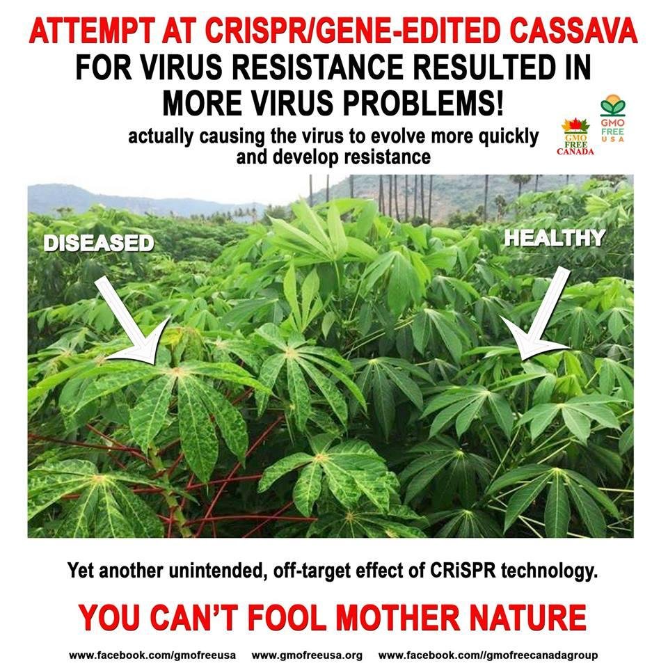 GMOFreeUSA's tweet photo. New GM technologies are not safe and simple. Studies find more problems. In this case, attempts to GE plants against viruses, resulted in mutations & resistant viruses. #CRISPR #GMO #GeneEditing #Cassava #Mutations #OffTargetEffects https://t.co/HxiySMg2hq via @GMWatch https://t.co/4bXLLUan4S