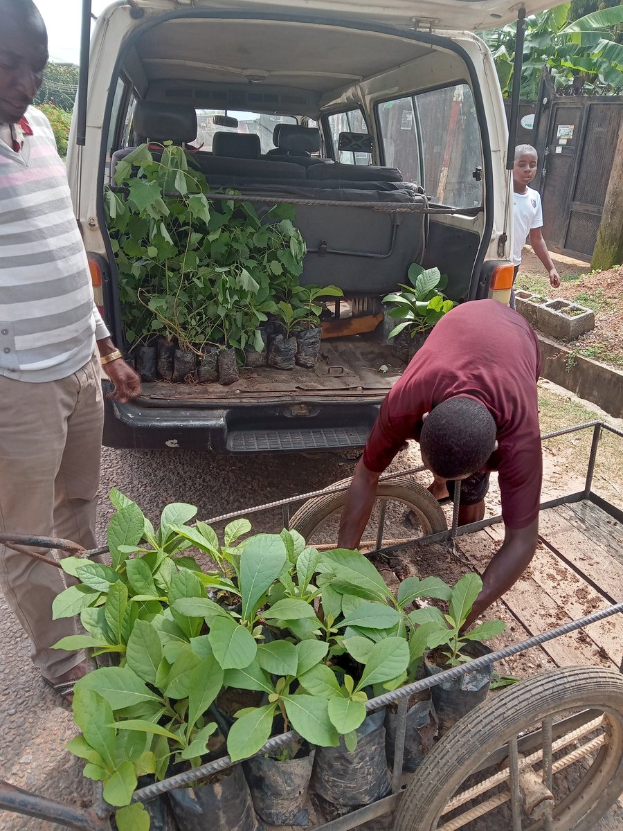 GMI #GreenNigeriaschoolsproject delivers seedlings to schools for planting in the FCT, we handed over 150 seedlings of trees comprising 41 Gmelina arborea, 36 Tectona grandis and 73 masquerade trees to GGSS, Dutsen Alhaji. Thanks to @WEP_Nigeria for the support. #ClimateActionNow