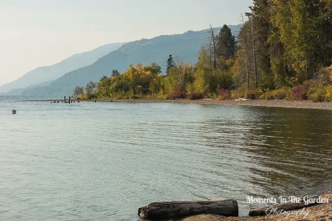 MomentsintheG's tweet photo. Quiet moments in Fintry Provincial Park. #fintryprovincialpark #bcparks #mydailywalk #quietmoments #parkclosed #goldengrasses #okanaganlake #momentsinthegardenphotography https://t.co/Mo7NCB9rJM
