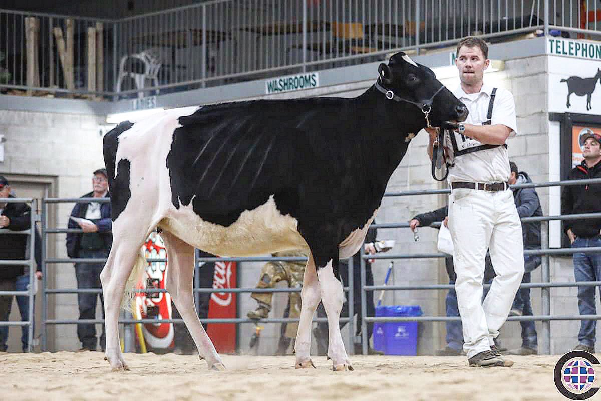 millenfarms's tweet photo. Millen Doorman Arugula 2nd place Winter Yearling at Autumn Opportunity. Doorman x Ex 91 3E Bradnick x Ex 92 4E Goldwyn x EX 90 Dundee x Kingsway Terrason Allie Ex 95. #doorman #autumnopportunity #autumnvibes #allie https://t.co/FSnwsD3yij