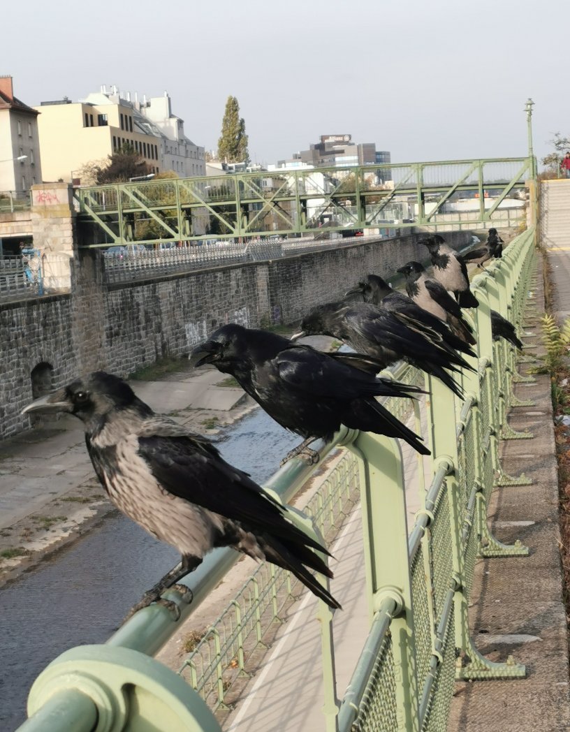city_crows's tweet photo. #GameOfCrows at the Vienna River
The usual suspects?
Crow gang lineup in the Kennedy territory. https://t.co/UOVc6x5a5v