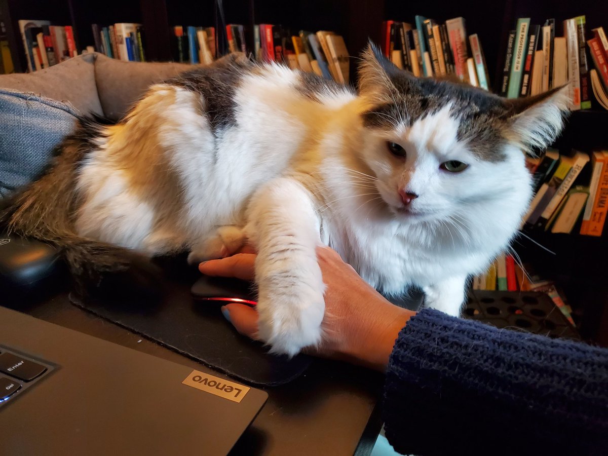 CatMomSays's tweet image. It is absolutely unacceptable that this hand be used for anything other than scritches! #HelperKitty #KittyTA #WorkFromHomeKitty #CatMom #CatMomSays #Caturday #CatsOfTwitter #CatsOnTwitter #Cats #Cat