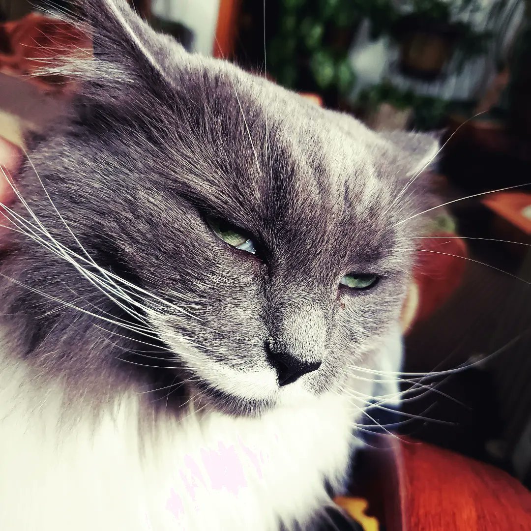 getheller1006's tweet photo. @MissyBBBobtail You mean like this?? #Misstache #cattitude #Caturday https://t.co/QdgYw0B4ZZ