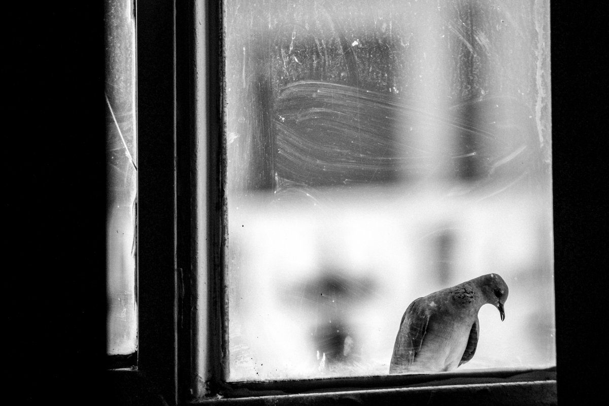 Taher_MAT1987's tweet image. A pigeon behind the window is thinking about existence!

JPG File
4667*3112
Photographer: Taher

objkt.com/asset/KT1TLrH3…