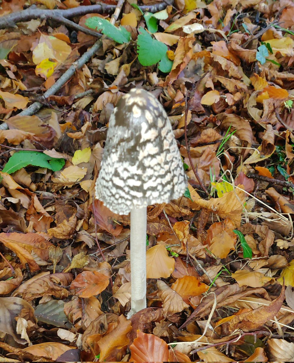 warmbeeps's tweet photo. Found a pretty looking mushroom 🍄 https://t.co/RqIhY0iK54