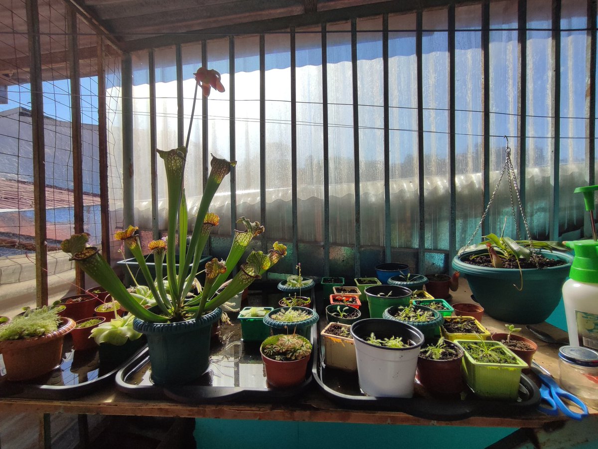 CRkille's tweet photo. @Kolozu my carnivorous plants 👀 https://t.co/WTHvGzhTG0