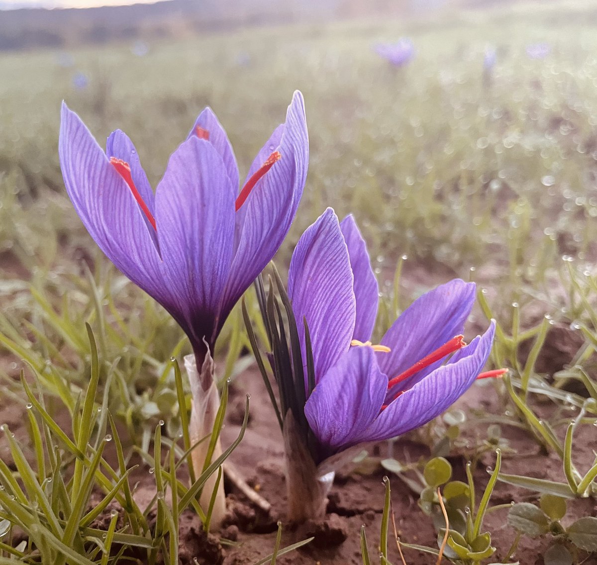 LeSafran08's tweet photo. 24eme jour de cueillette: 
-) aucune matinée de brouillard 🌫 
-) soleil ☀️ magnifique en journée 
Une belle et agréable récolte. Le réveil de la nouvelle safranière d’ici quelques jours!
#crocussativus
#crocuscartwrightianus #Ardennes https://t.co/IzP6ox7qNu