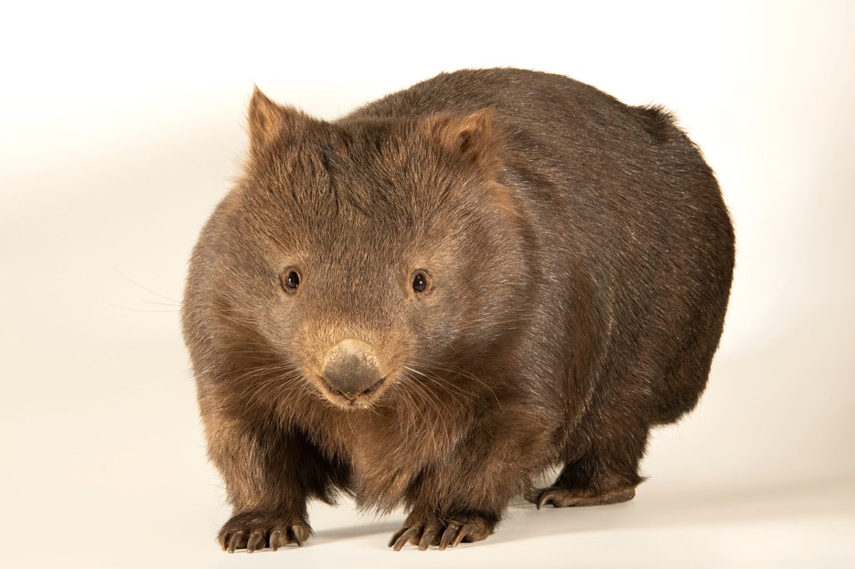 Mainland wombats have a couple of notable adaptations that help them to survive in the wild - strong claws and teeth that grow throughout their entire life. #wombat #mainland #animal #wildlife #digger #teeth #photography #wildlifephotography #wombatday #PhotoArk