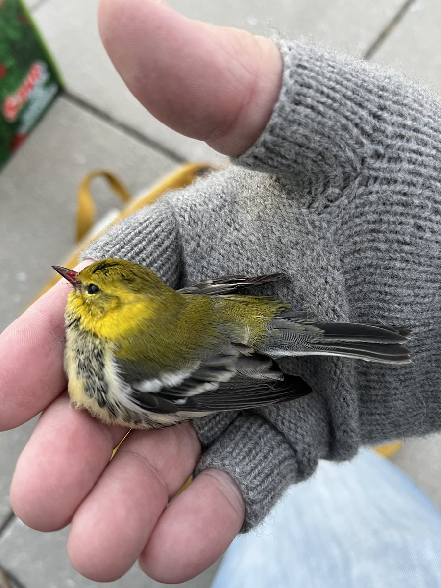 LightsOutBalt's tweet photo. Another busy and deadly night as #migratorybirds continue to push south. Twelve died and eight were injured after colliding with windows on their way through Baltimore. #turnthelightsout #treatyourglass https://t.co/pUuD5nobCy