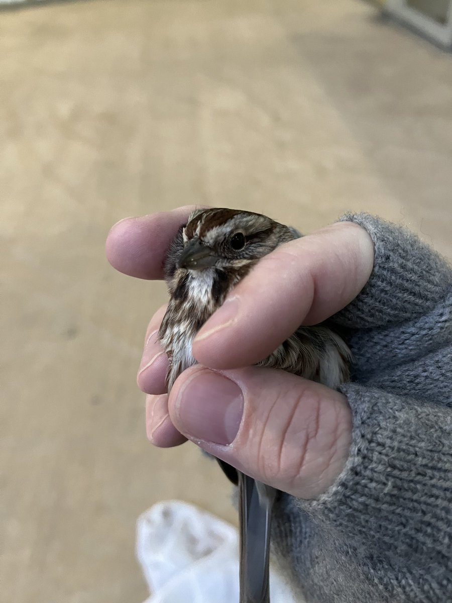 LightsOutBalt's tweet photo. Another busy and deadly night as #migratorybirds continue to push south. Twelve died and eight were injured after colliding with windows on their way through Baltimore. #turnthelightsout #treatyourglass https://t.co/pUuD5nobCy