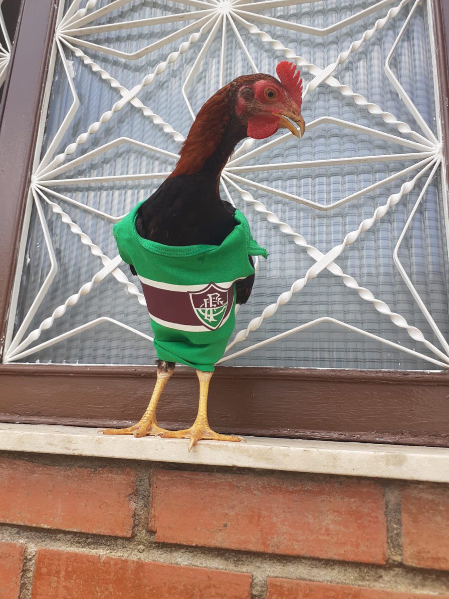 mcaetan's tweet photo. Sei que os tempos andam duríssimos, mas, aos 86 anos, minha mãe encontrou um galo abandonado pelas ruas de Madureira, o adotou — e agora o vestiu com uma camisa do Fluminense. Se isso não alegrar o dia de vocês é porque está mesmo tudo perdido. https://t.co/17d9AkmB2W