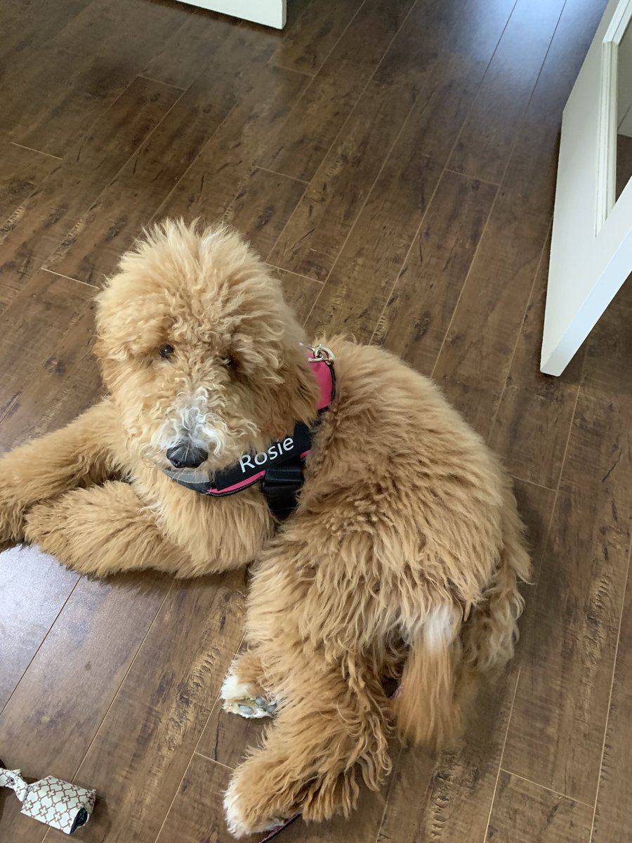 painreliefBC's tweet photo. Tired girl after meeting all her siblings 6 months later! #goldendoodle https://t.co/NQ5rsjWRXc