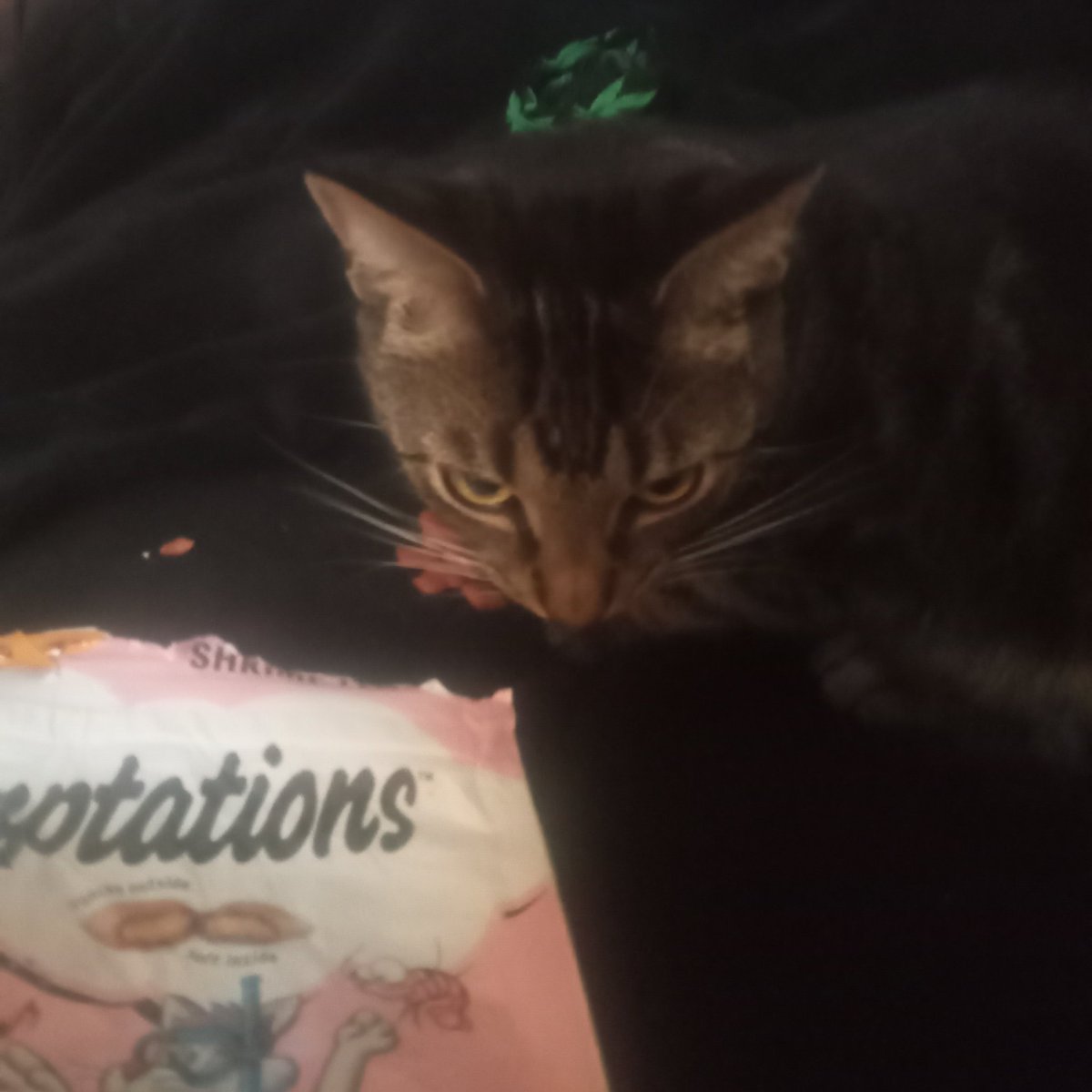 BresiCheryl's tweet photo. My cat #kittymeow has to go to rehab!
I never witnessed a cat that is addicted to treats #temptations
He watches the bag wherever he goes,comes in the room and taps the bag,pulls it down and awaits for me to give him ..more! https://t.co/TMQuWQR4pB