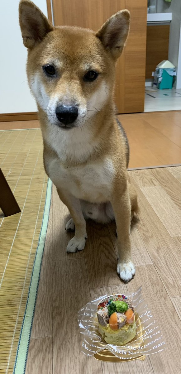 SeJVrOExCGZo7X0's tweet photo. 久しぶりの投稿です💧
10/22、5歳になったよ♪ご飯、食い散らかしてやったぜ！ケーキも美味しそうな所だけ食べてあげたけど、他はあんまり好きじゃないので、残してやった！ https://t.co/pXIn6bNbhP