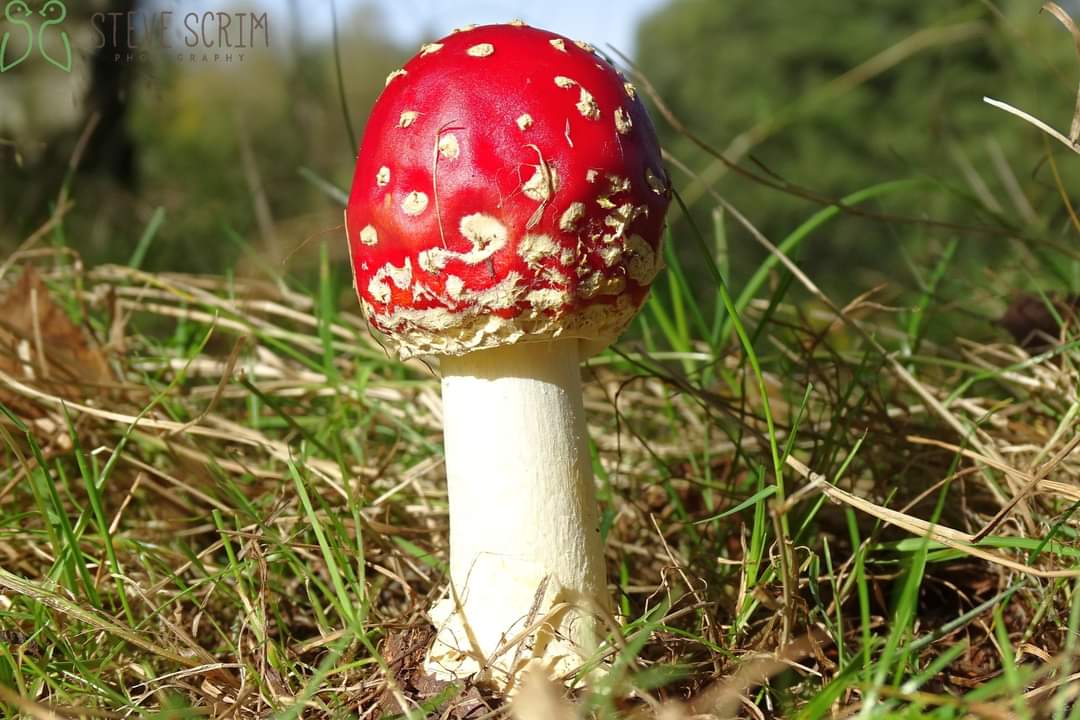 Fly Agaric, William Wroe 16.10.22
<a href="/FlixtonUrmston/">Love where you live</a> <a href="/UrmstonMeadows/">Urmston Meadows</a> <a href="/GMGreenCity/">GM Green City</a> <a href="/TCVManchester/">TCV Manchester</a> <a href="/CityofTreesMcr/">City of Trees</a> @GroundworkGM