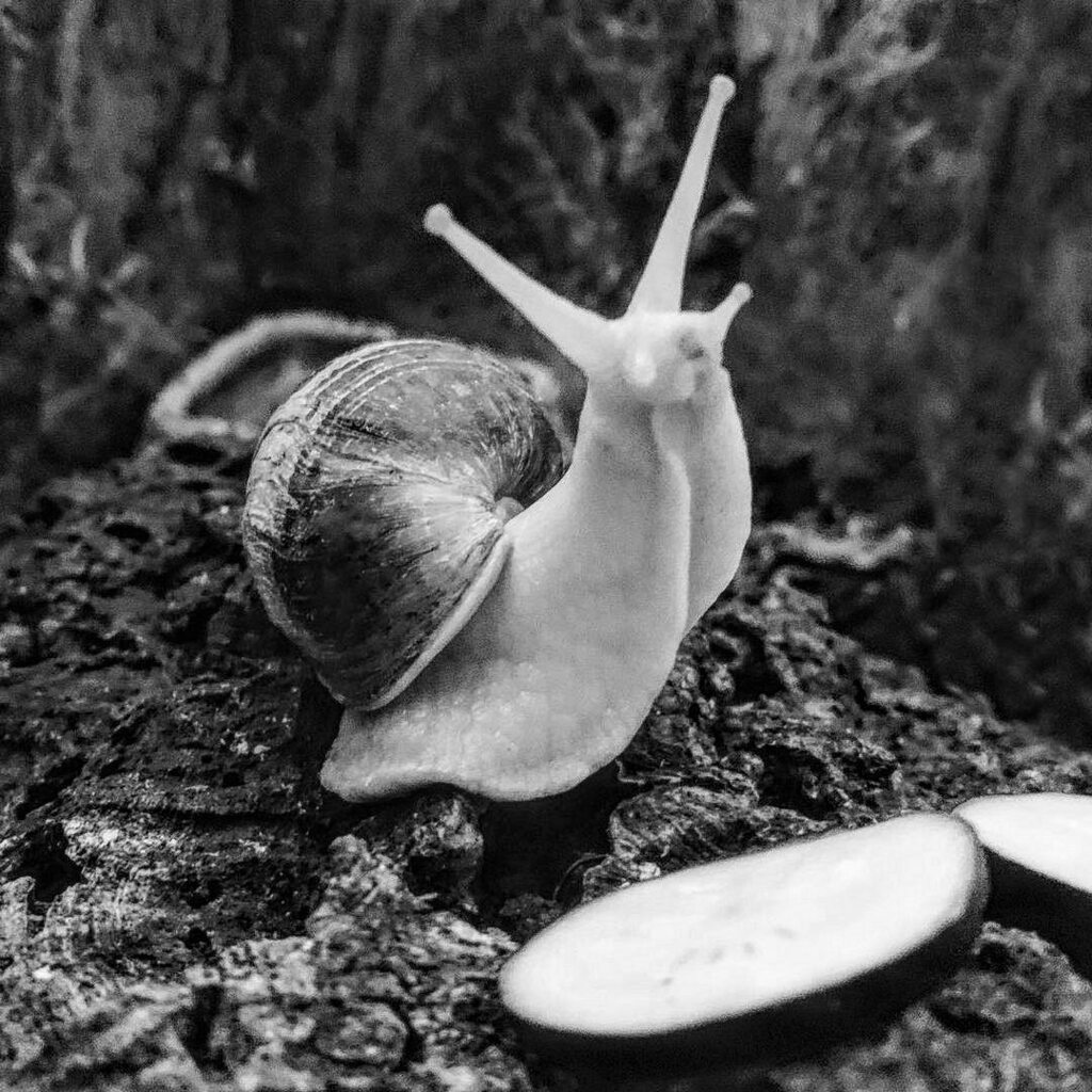 SweetGiantSnails tweet media