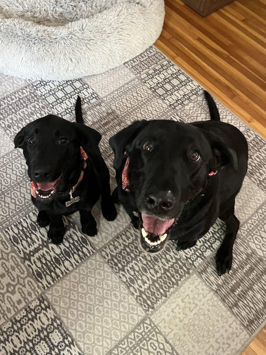 PunkeBrown's tweet photo. @cmclymer My 2 black labs and my phone https://t.co/ffeez4M6bs