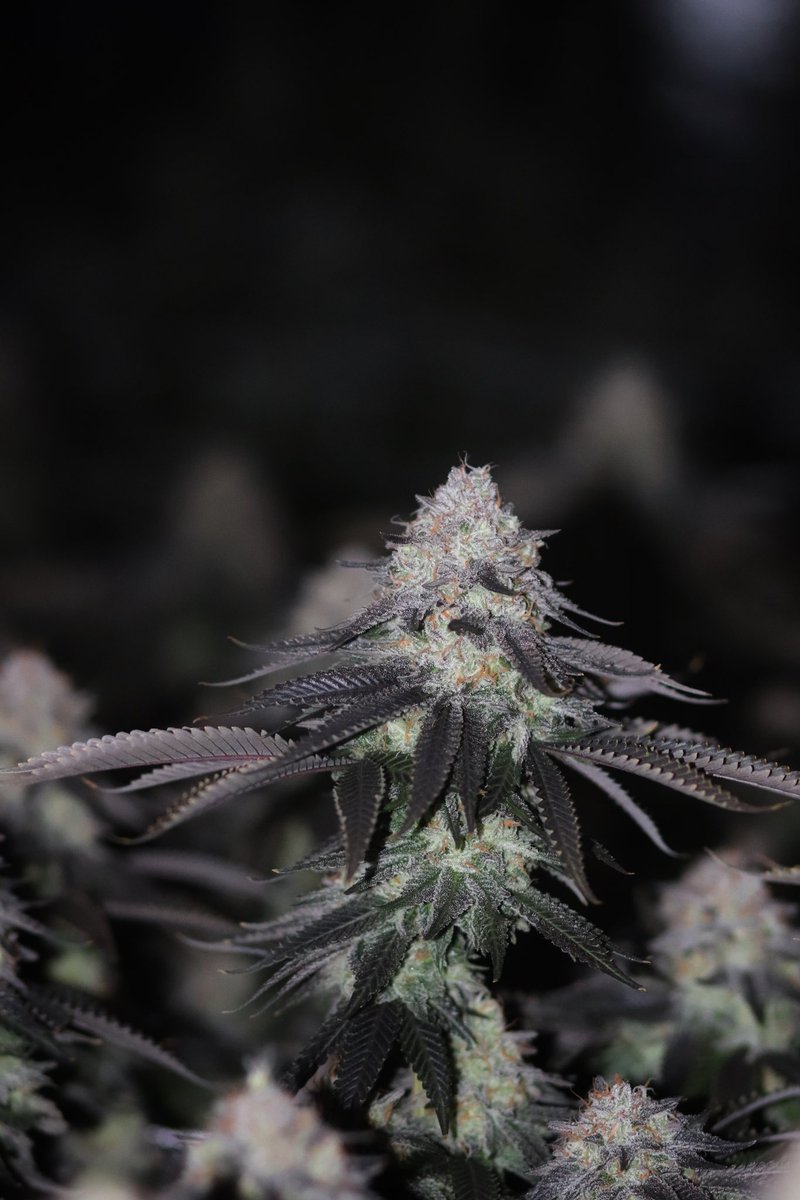 Home420_TH's tweet photo. Ready-to-serve products mid november
🌱
#InHouse Genetics 🌼
- #Slurricane7
- #dolato
- #PlatinumKush
#Exotic genetix 🌸
- #NightMoves

Line : https://t.co/nZa0Kgt9qp 🟢

#กัญชา #ขายกัญชา #กัญชาออแกนิค #กัญชานอก #กัญชาog #ดอกกัญชา #weed #cannabin #thailand #420 https://t.co/mhkm4Cjz4s