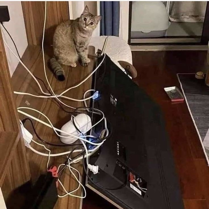 ChuckyWildN's tweet photo. “I didn’t do it” . .  . Don’t you just love #cats 🥲 https://t.co/Yfr8kHtg73