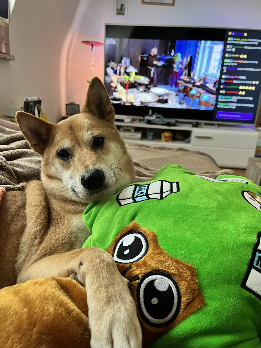 JustMyvi's tweet photo. Kumpelbaum ist heute eingetroffen und wird direkt eingekuschelt 🥰
Wohnt ab sofort bei mir im Stream 🤪🌳
@milschbaum @moodrush @twitchclips_germany 
#twitch #milschbaum #streamer #twitchdeutschland #twitchclipsgermany #shiba #shibainu #moodrush https://t.co/LuDnDf8B9V