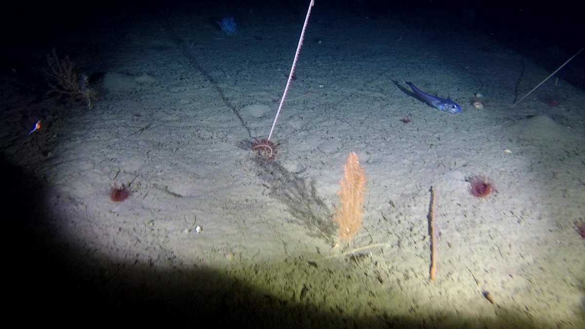 Stephen_D_Long's tweet photo. More #deepsea #corals from the Davis Strait #Greenland, video sled images brought to you by 
@ZSLScience &amp; @GCRC_GINR

Funded by: @MSCintheUK

@SandraRMaier @NadeschaZ @PJSJones @DeepSeaSparrow @Emmeb8 @OfficialZSL https://t.co/roHhlC4ctY