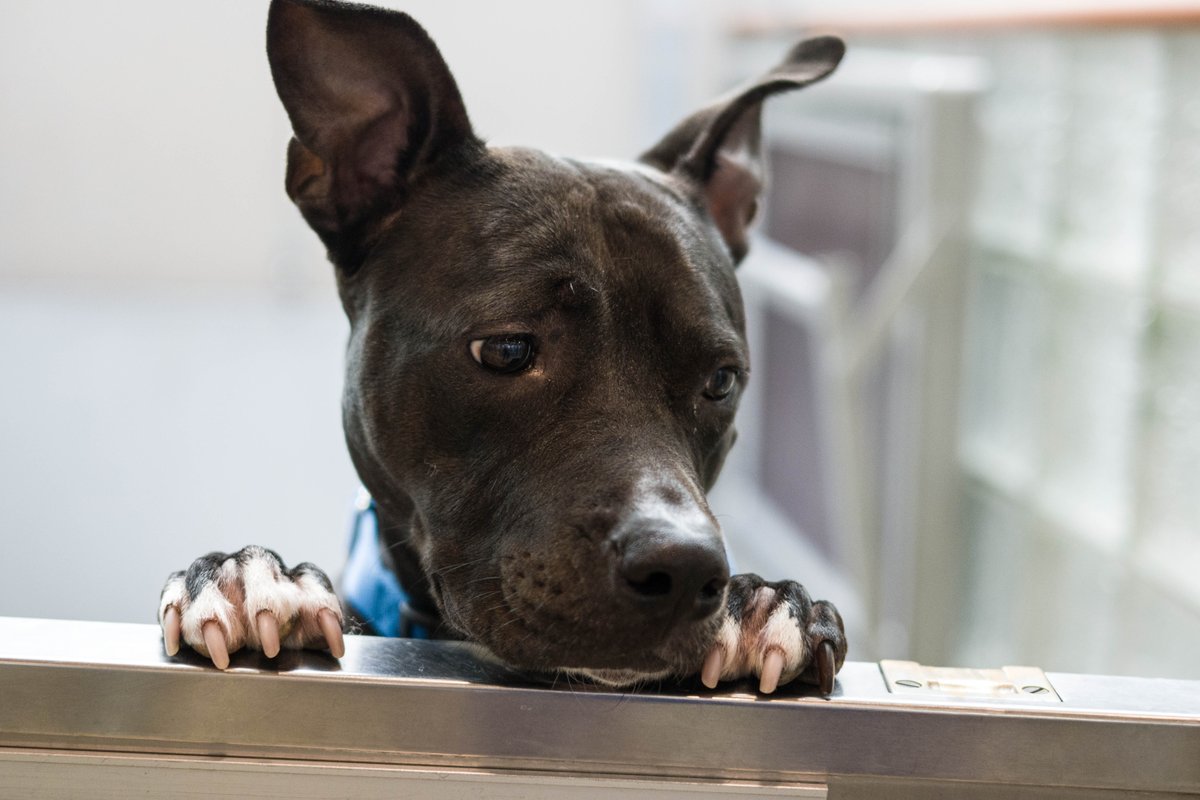 HumaneRescue's tweet photo. It's easy to make adoptable Izzyβs day. With her high-flying ears, she would love nothing more than to come home with you & hear all about your day. She may push for a treat after each story, but who can blame her? #SubaruLovesPets #FitzWay #MakeADogsDay
https://t.co/sI3Ye7pLgc https://t.co/Tw5EGLWmnp