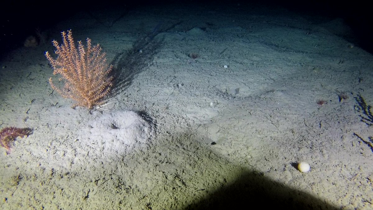 More #deepsea #corals from the Davis Strait #Greenland, video sled images brought to you by 
<a href="/ZSLScience/">ZSL Science</a> &amp; <a href="/GCRC_GINR/">GCRC</a>

Funded by: <a href="/MSCintheUK/">MSC in the UK</a>

<a href="/SandraRMaier/">Dr. Sandra Maier</a> @NadeschaZ <a href="/PJSJones/">Peter Jones</a> <a href="/DeepSeaSparrow/">Bridget Sparrow</a> <a href="/Emmeb8/">Emmeline Broad</a> <a href="/OfficialZSL/">ZSL</a>