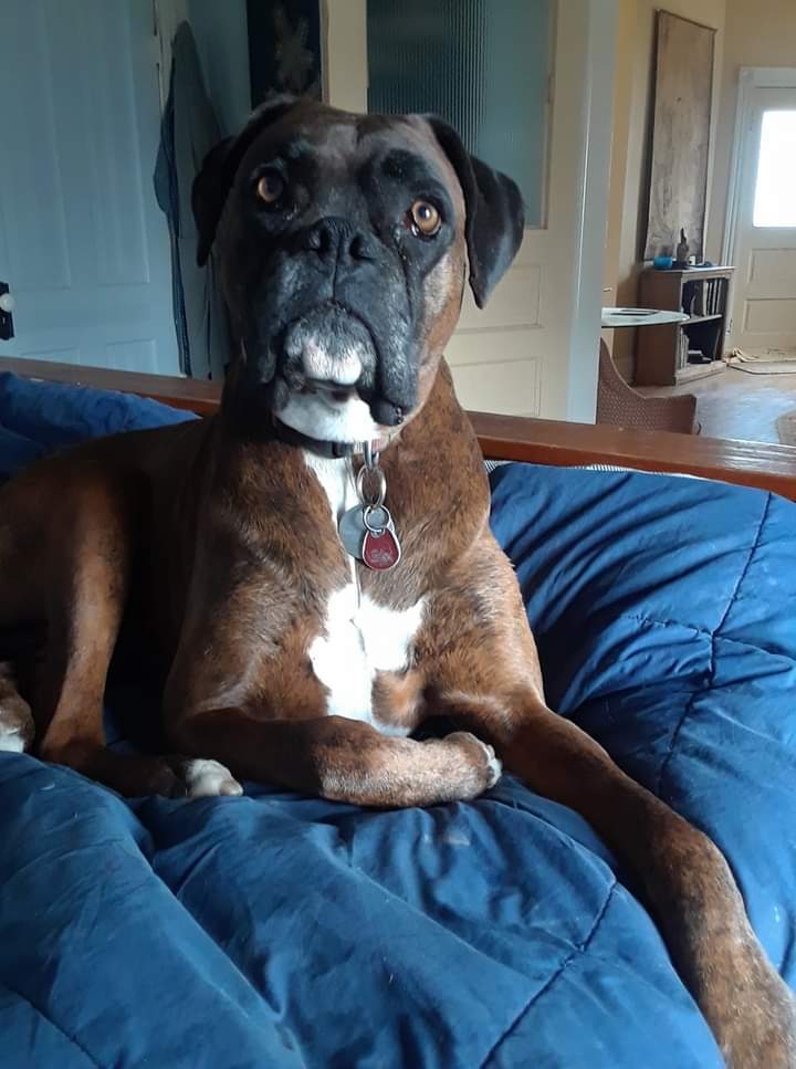 wmgrady's tweet photo. @adopt_boxer Sheila. https://t.co/SgkfMXzfnV